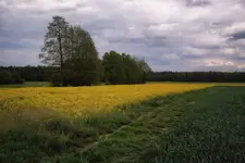Między polami