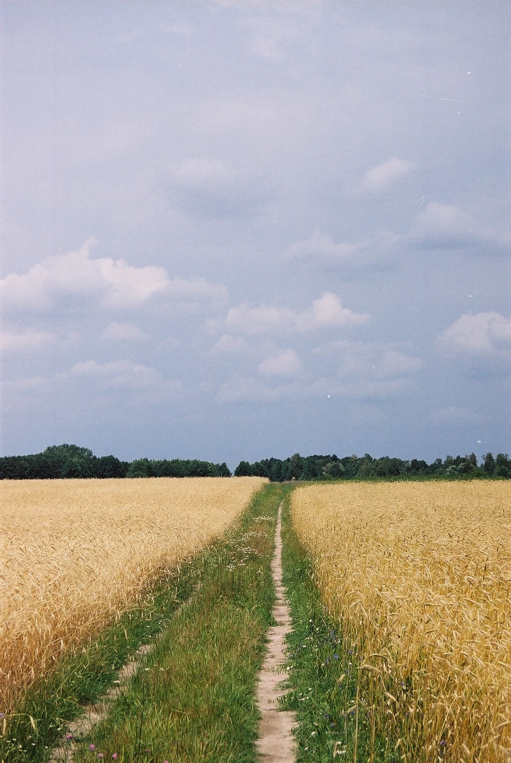 Wśród łanów