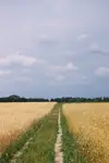 Wśród łanów