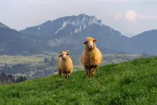 Sympatyczne owieczki