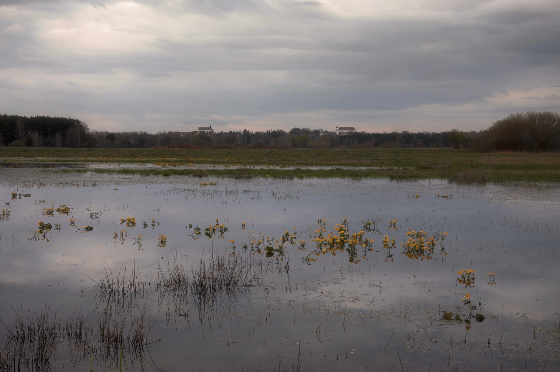 Łąka z widokiem na Drohiczyn