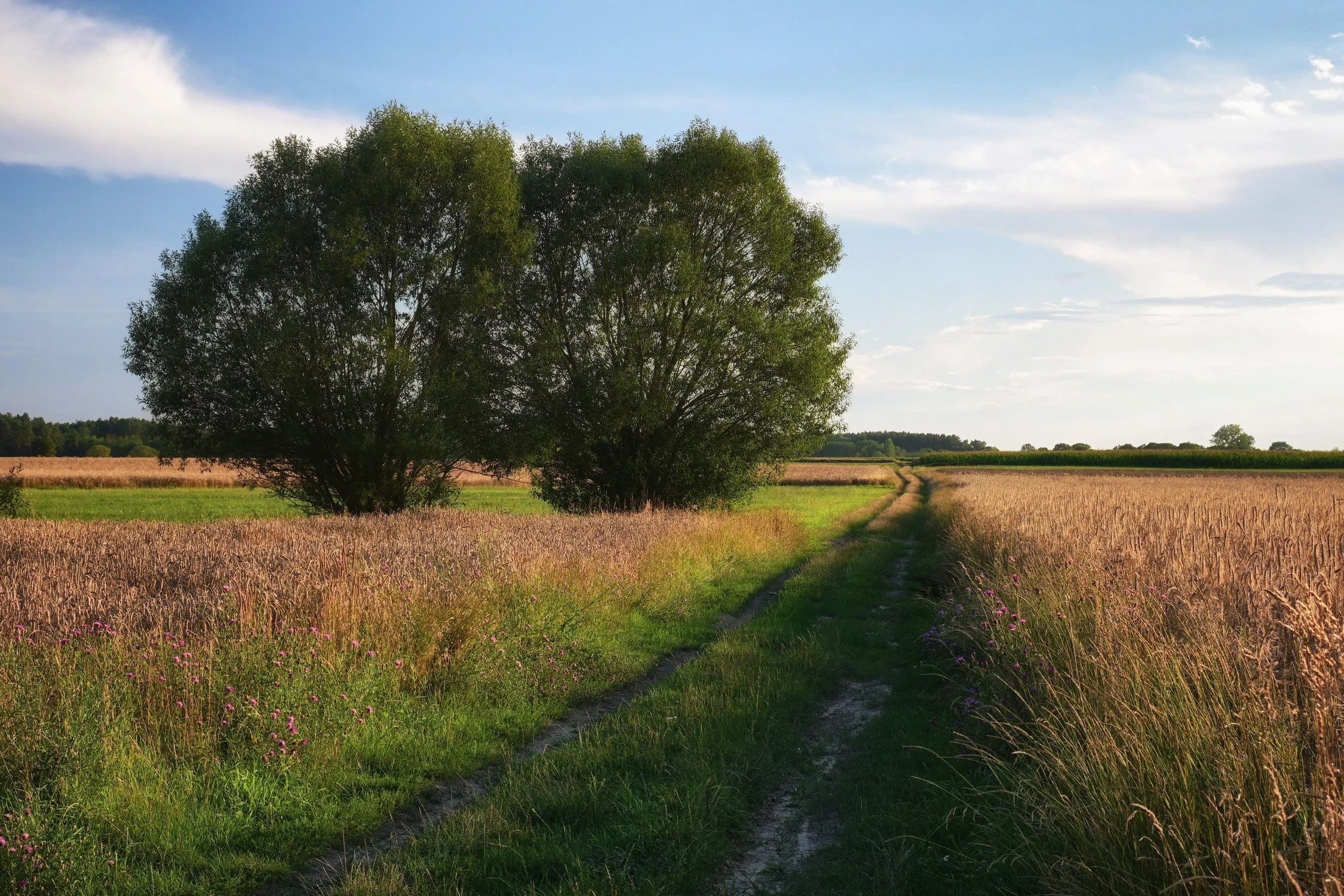 Przed żniwami