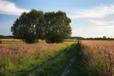 Przed żniwami