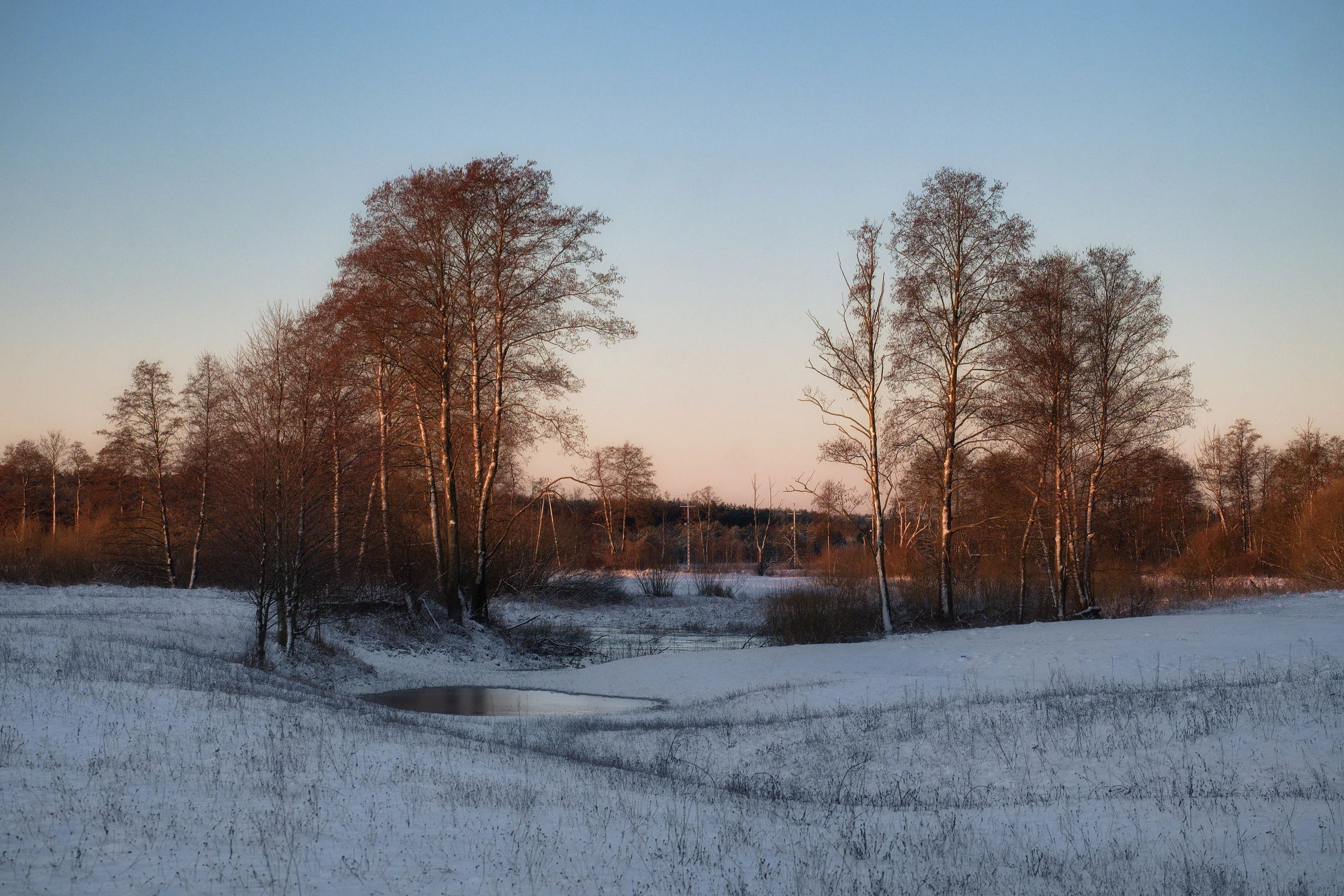 Zimowy poranek nad mokradłami
