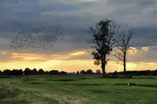 Na łące z bocianem