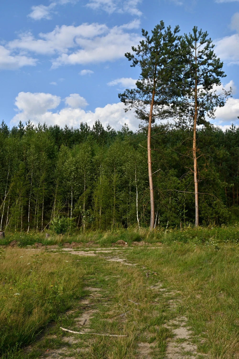 Strażniczki młodnika