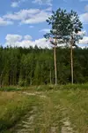 Strażniczki młodnika