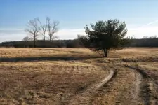 Przedwiośnie na łące