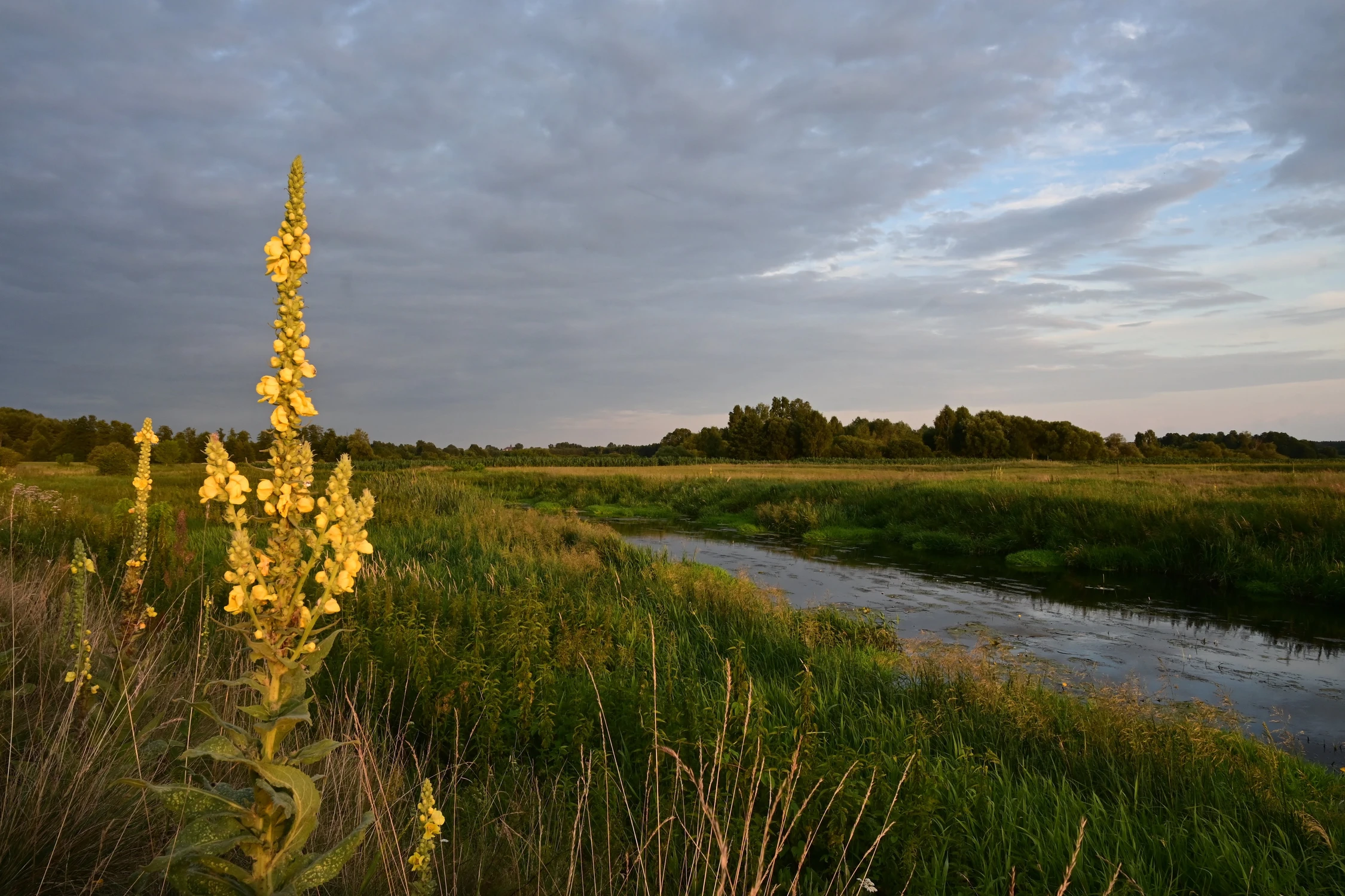 Krajobraz z dziewanną