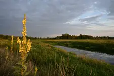 Krajobraz z dziewanną