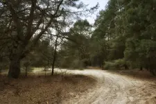 Leśne drogi i dróżki