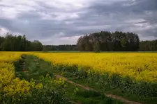 Droga przez rzepakowe pole