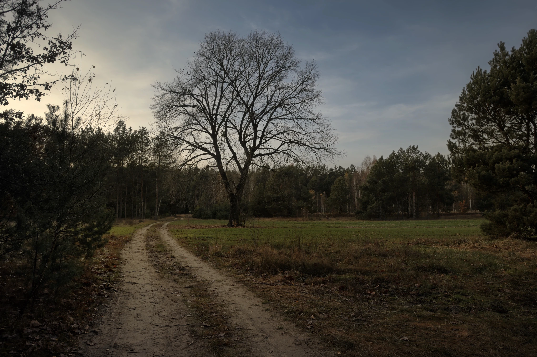 Listopadowe popołudnie na leśnej drodze