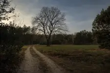 Listopadowe popołudnie na leśnej drodze