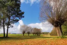 Wierzby