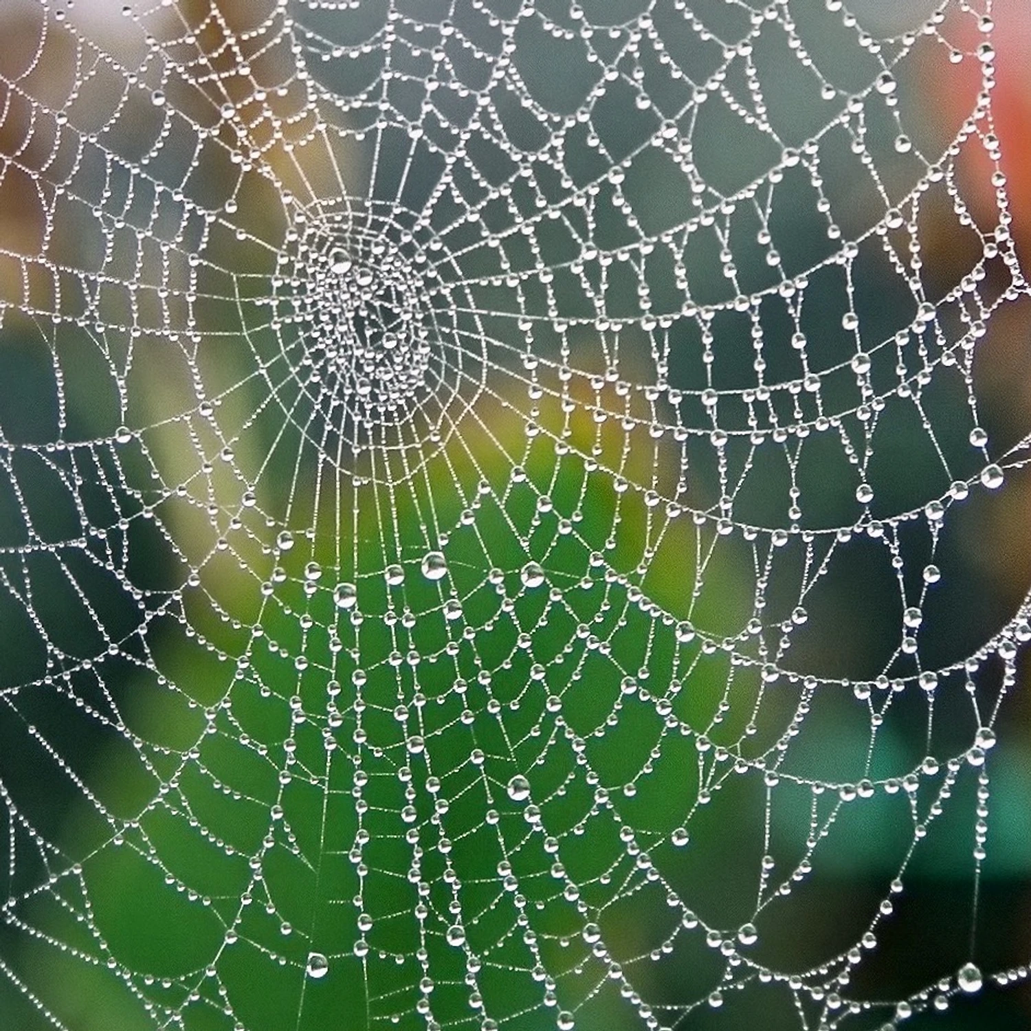 Kolorowa pajęczynka