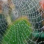 Kolorowa pajęczynka