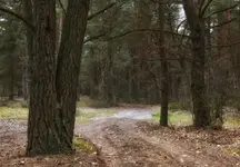 Leśne drogi