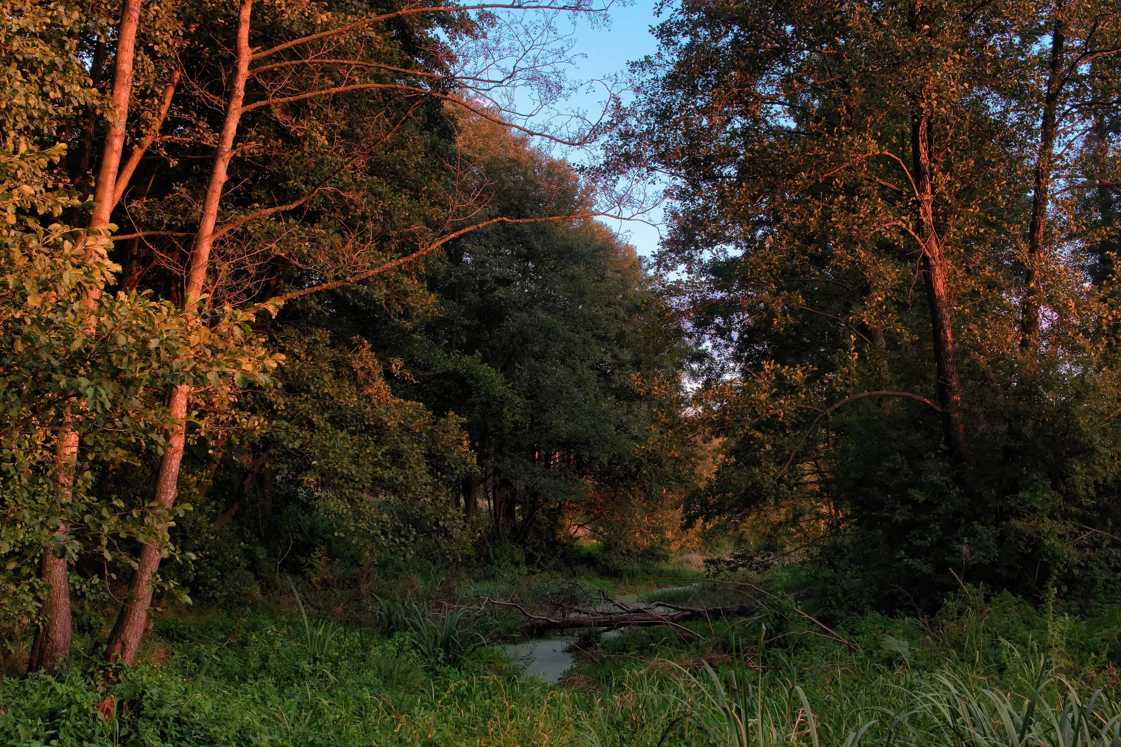 Wieczorne promienie słońca