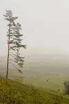 Osamotniona sosna