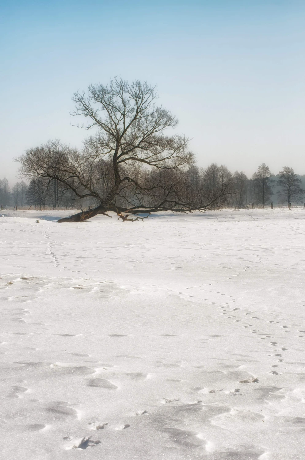 Krajobraz ze śladami na śniegu