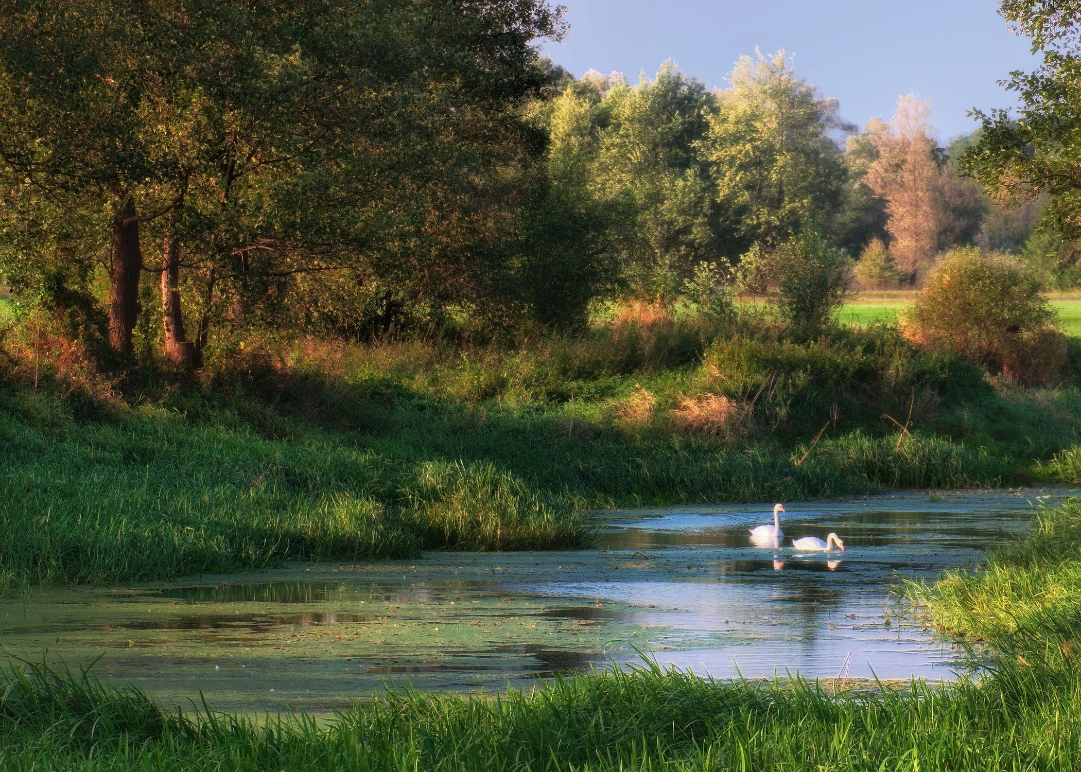 Łabędzie na starorzeczu
