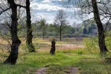 Zamyślony