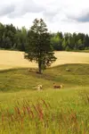Pastwisko