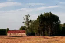 Krajobraz ze stodołą