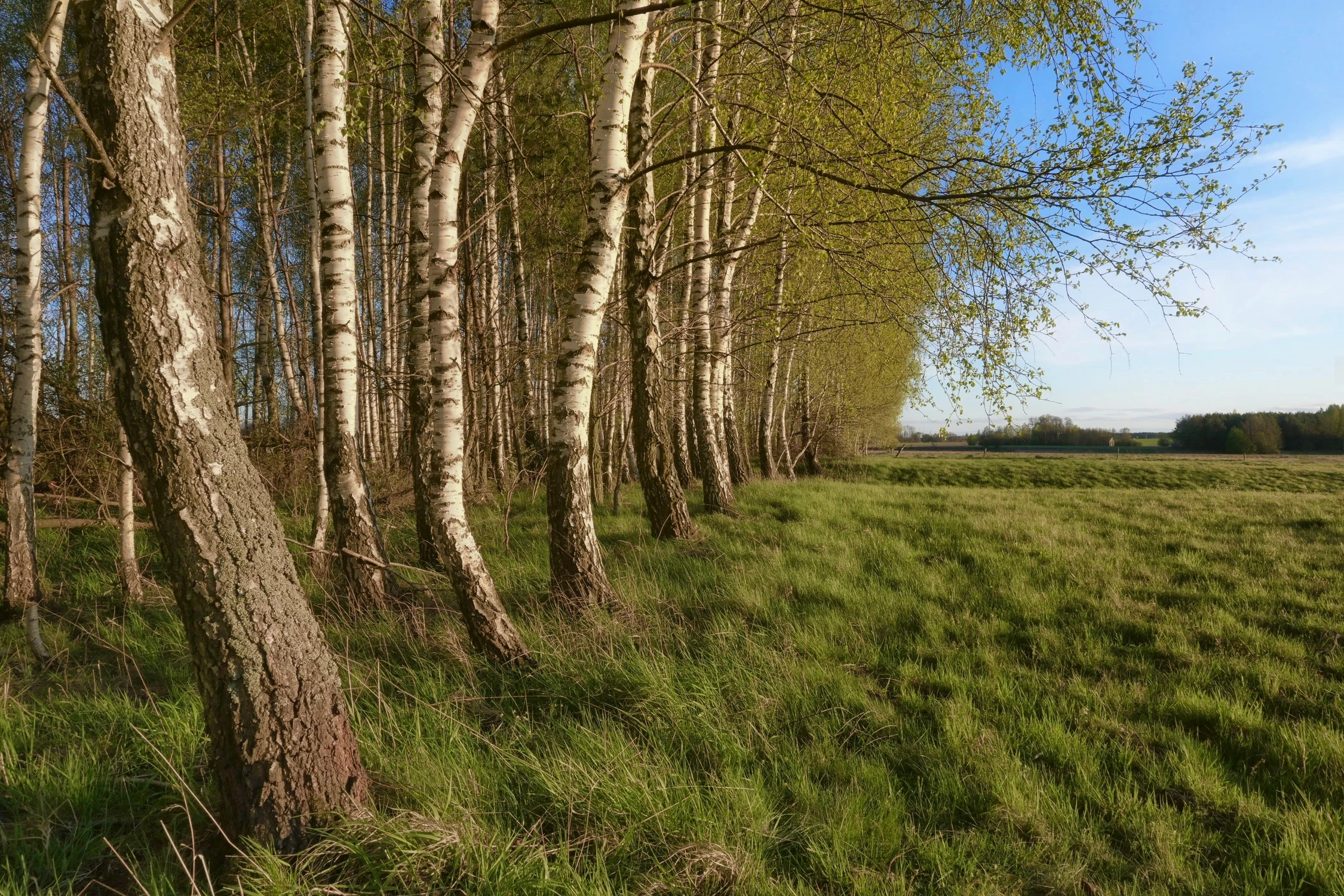 Gaj brzozowy