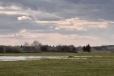 Na podmokłej łące