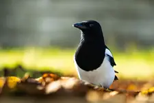 Sroka