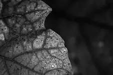 abstract/vines