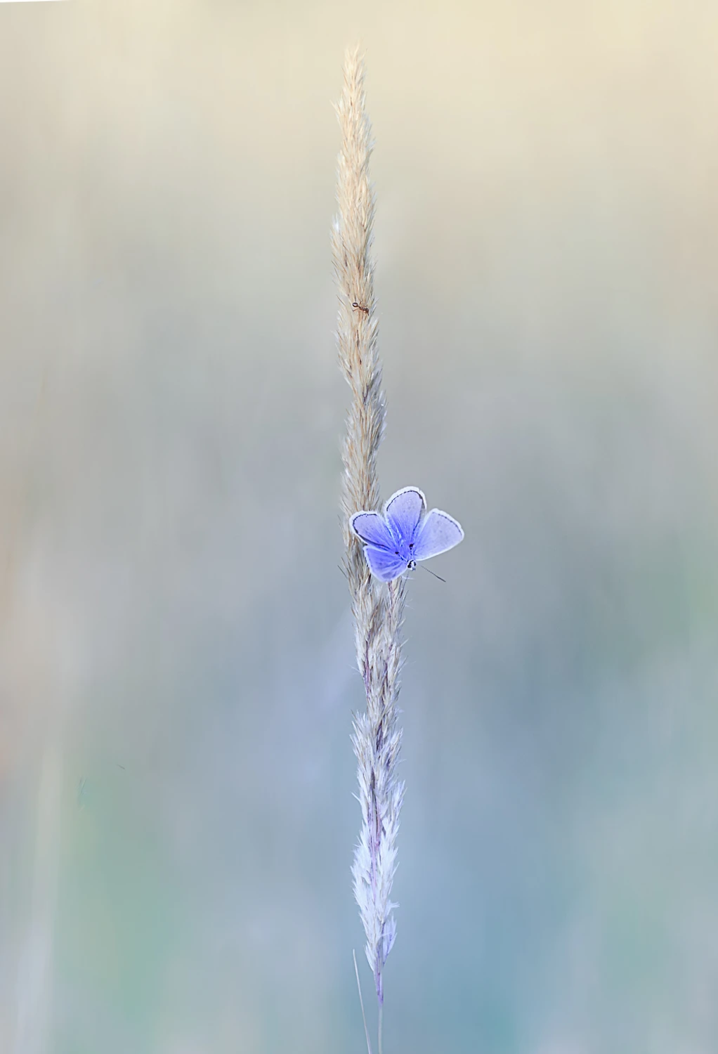MRÓWKA I MOTYL