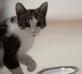 Pusta?