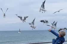 Ptaki prawie jak u Hitchcocka