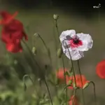 Samotny wśród swoich 