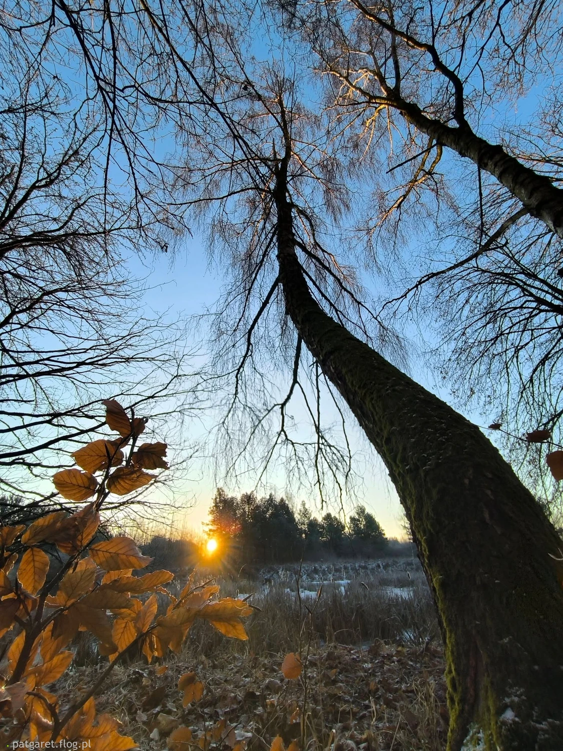 dzrewko2