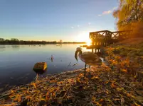 lab