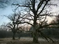 drzewka