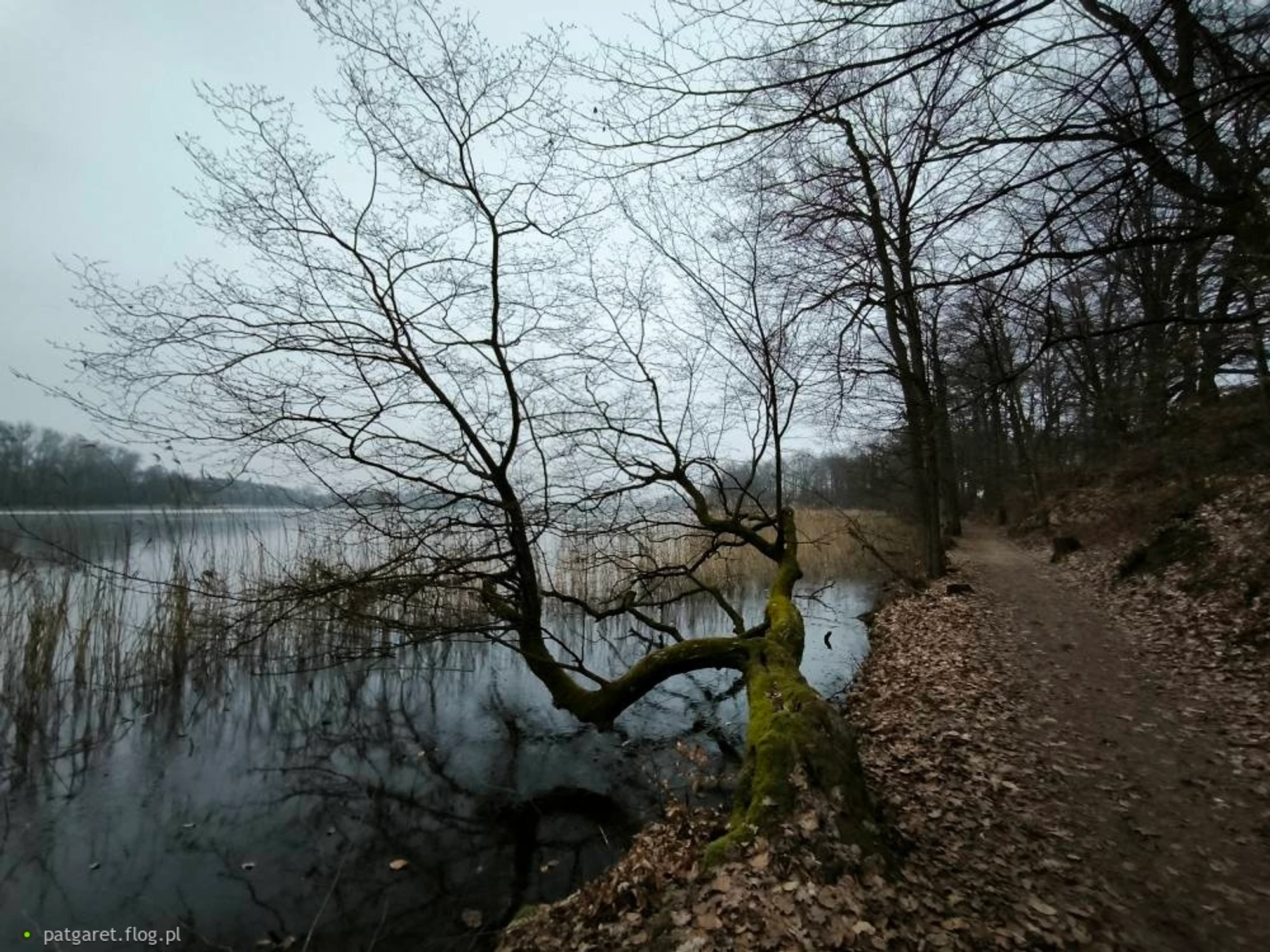 drzewko3