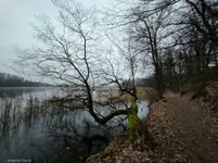 drzewko3