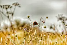 Motyl