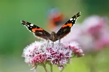 Makro motyl