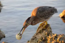 Got ya!