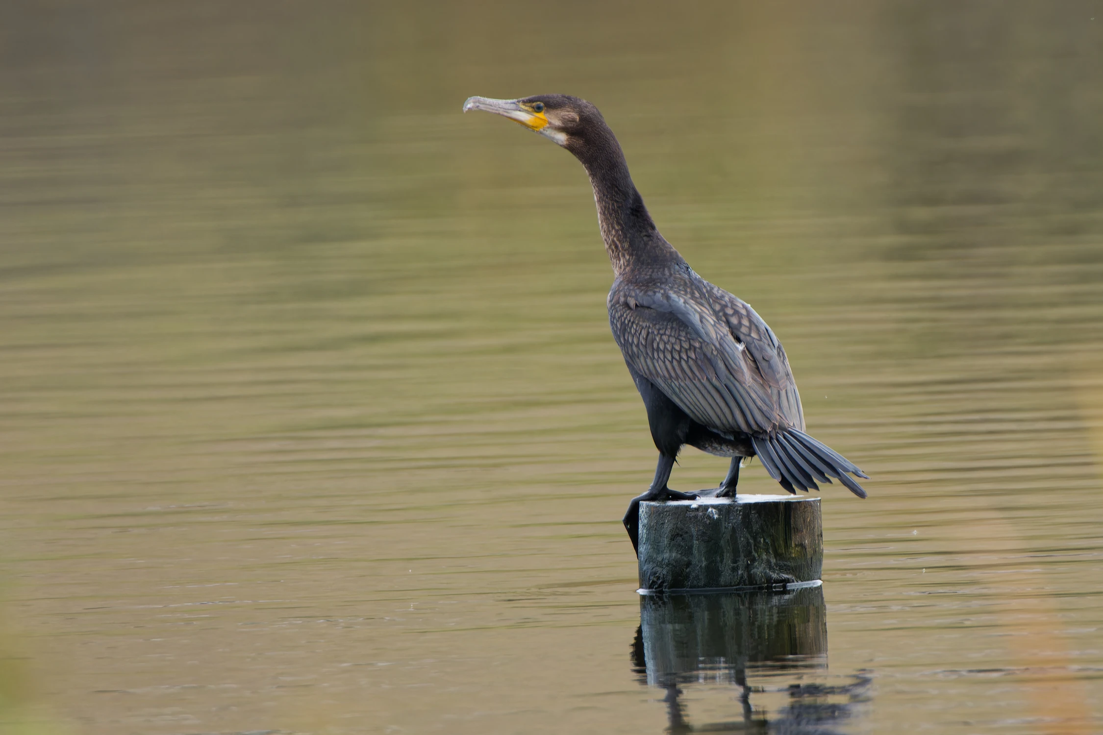 Obserwator