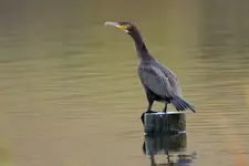 Obserwator