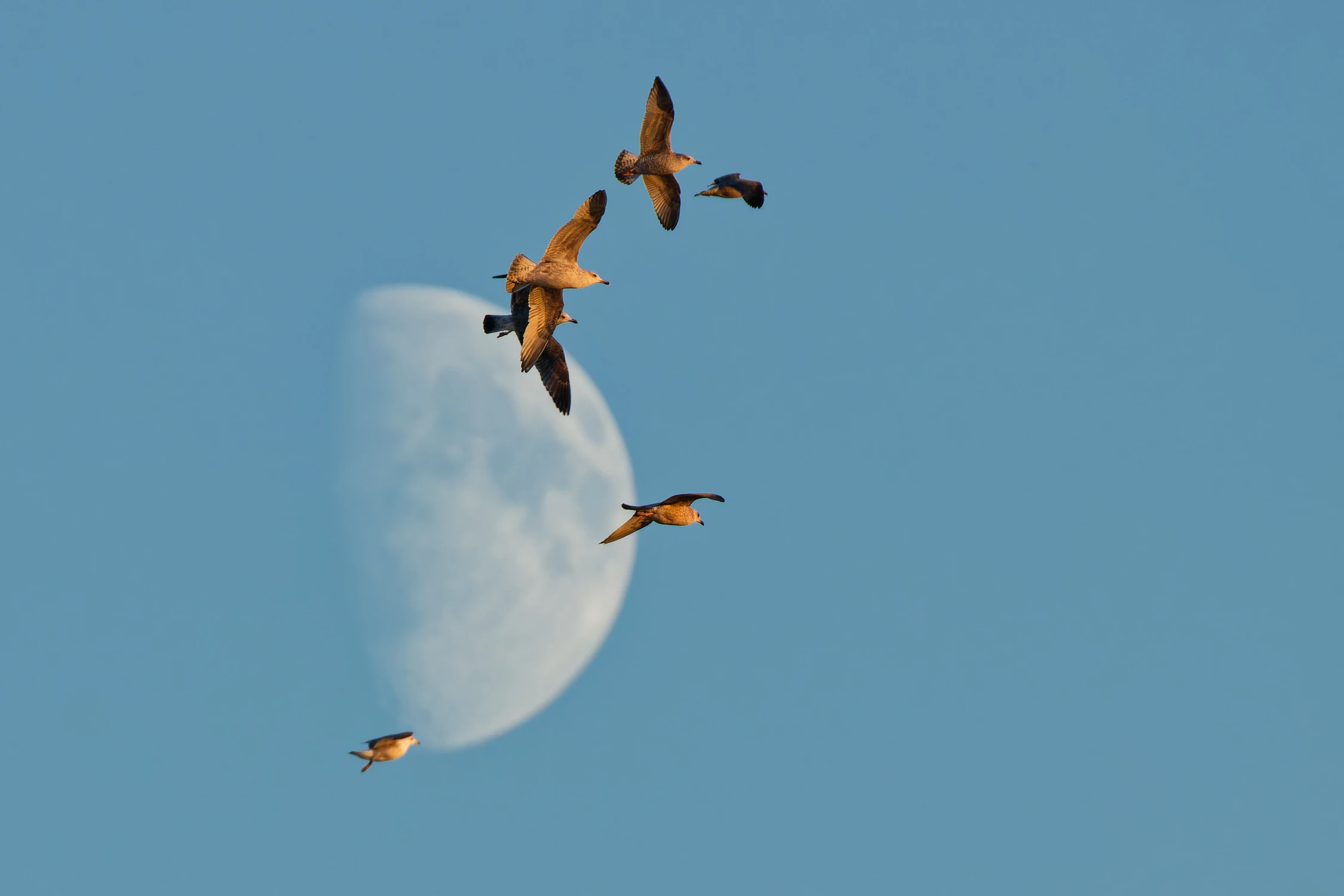 Ptasi balet przed Księżycem