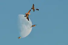 Ptasi balet przed Księżycem