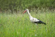 Bocian biały